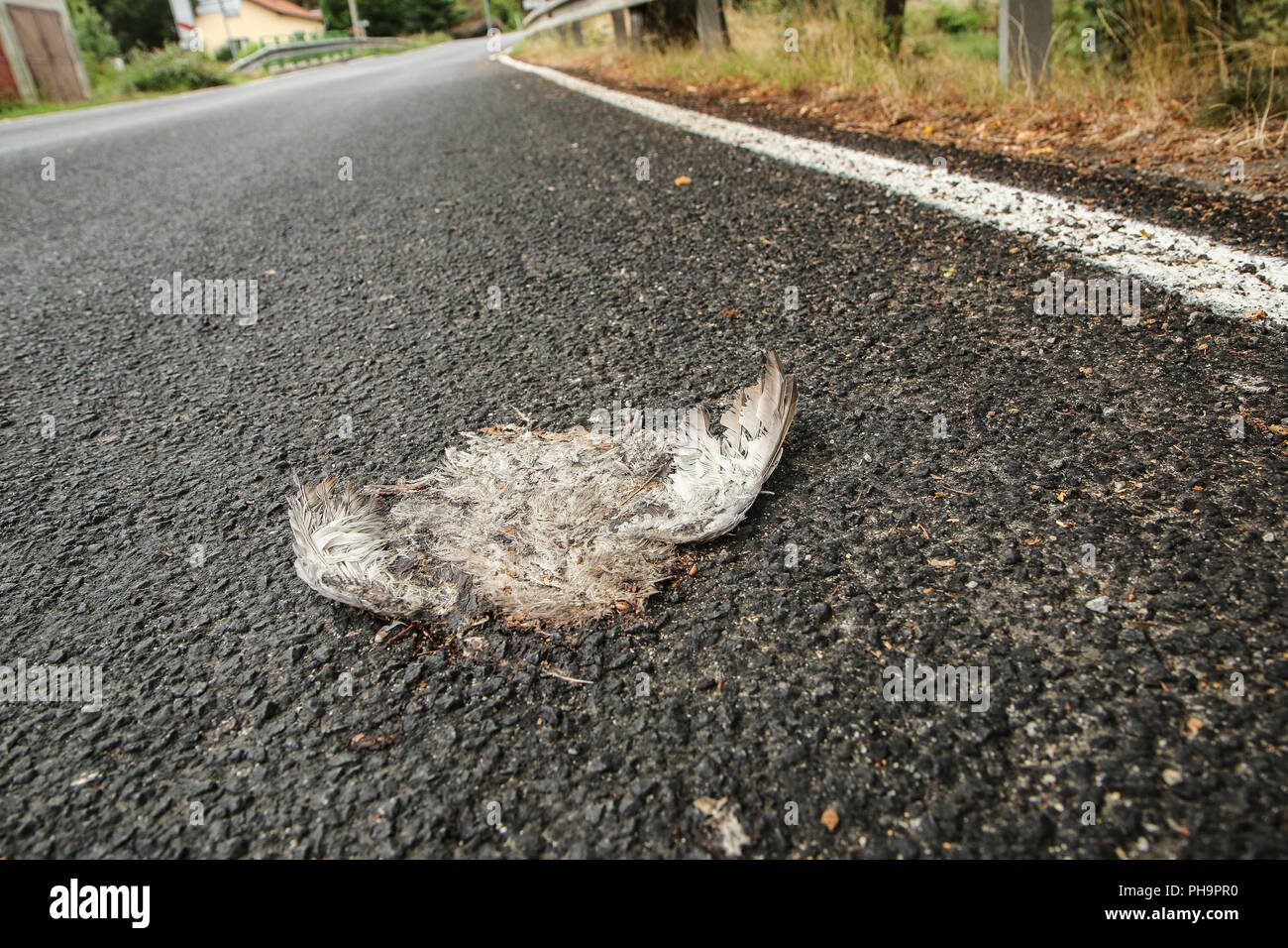 Ein Bild von einem toten Vogel, liegend auf einer Straße gefahren. Stockfoto