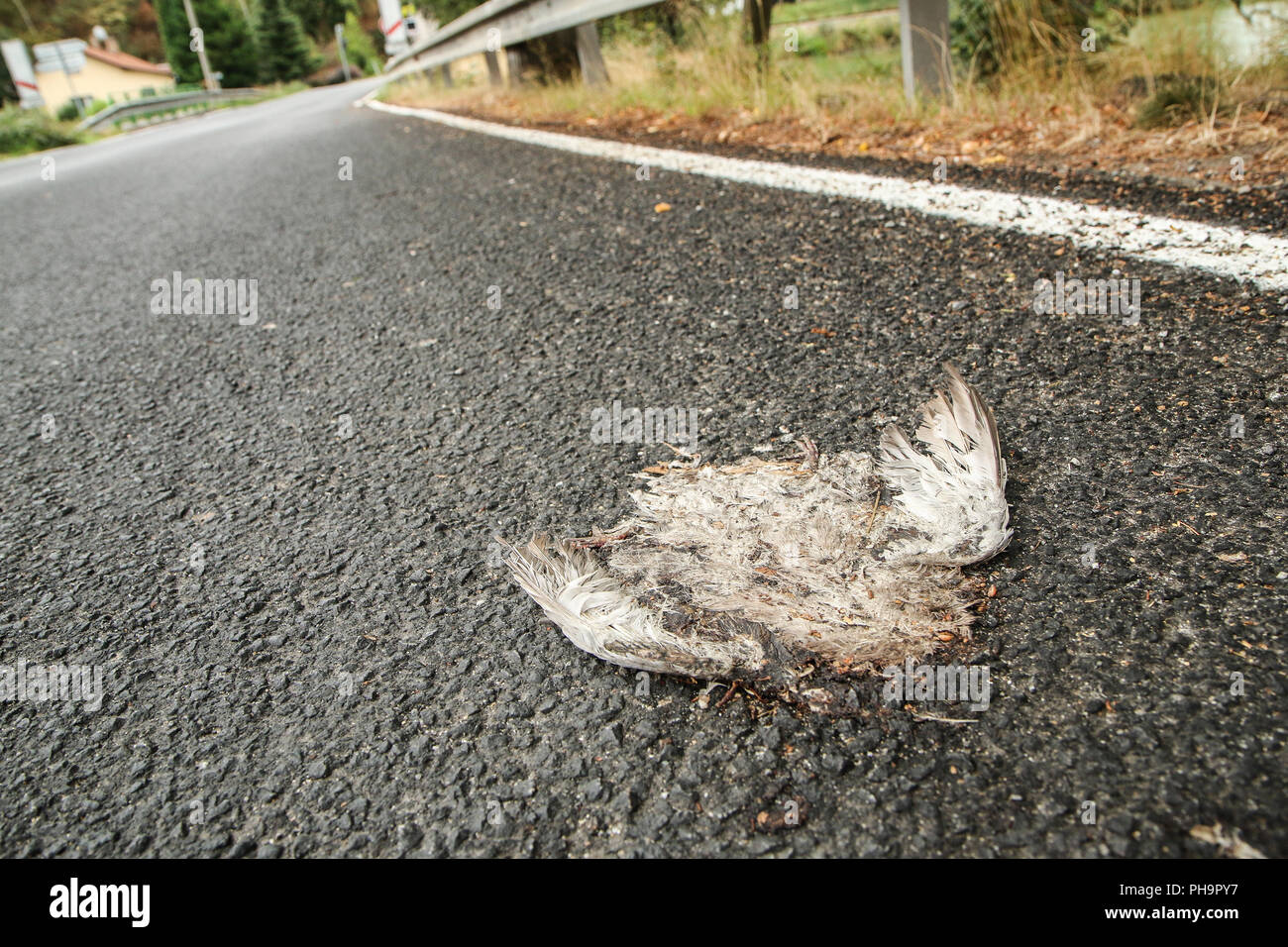 Ein Bild von einem toten Vogel, liegend auf einer Straße gefahren. Stockfoto