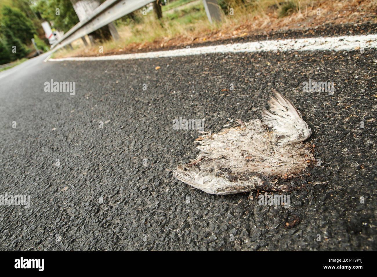 Ein Bild von einem toten Vogel, liegend auf einer Straße gefahren. Stockfoto