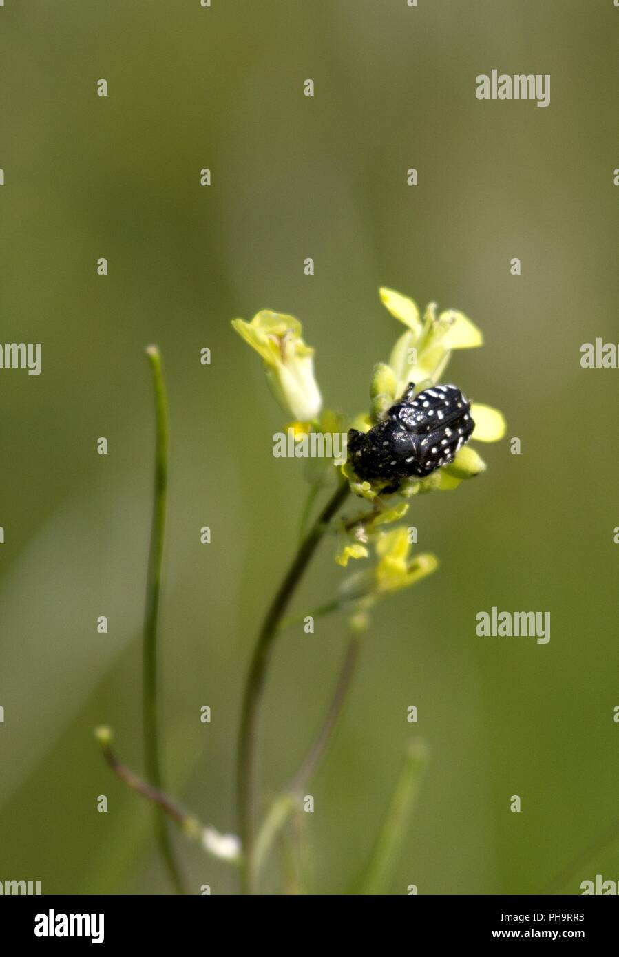 Trauerrosen Stockfotos Und Bilder Kaufen Alamy