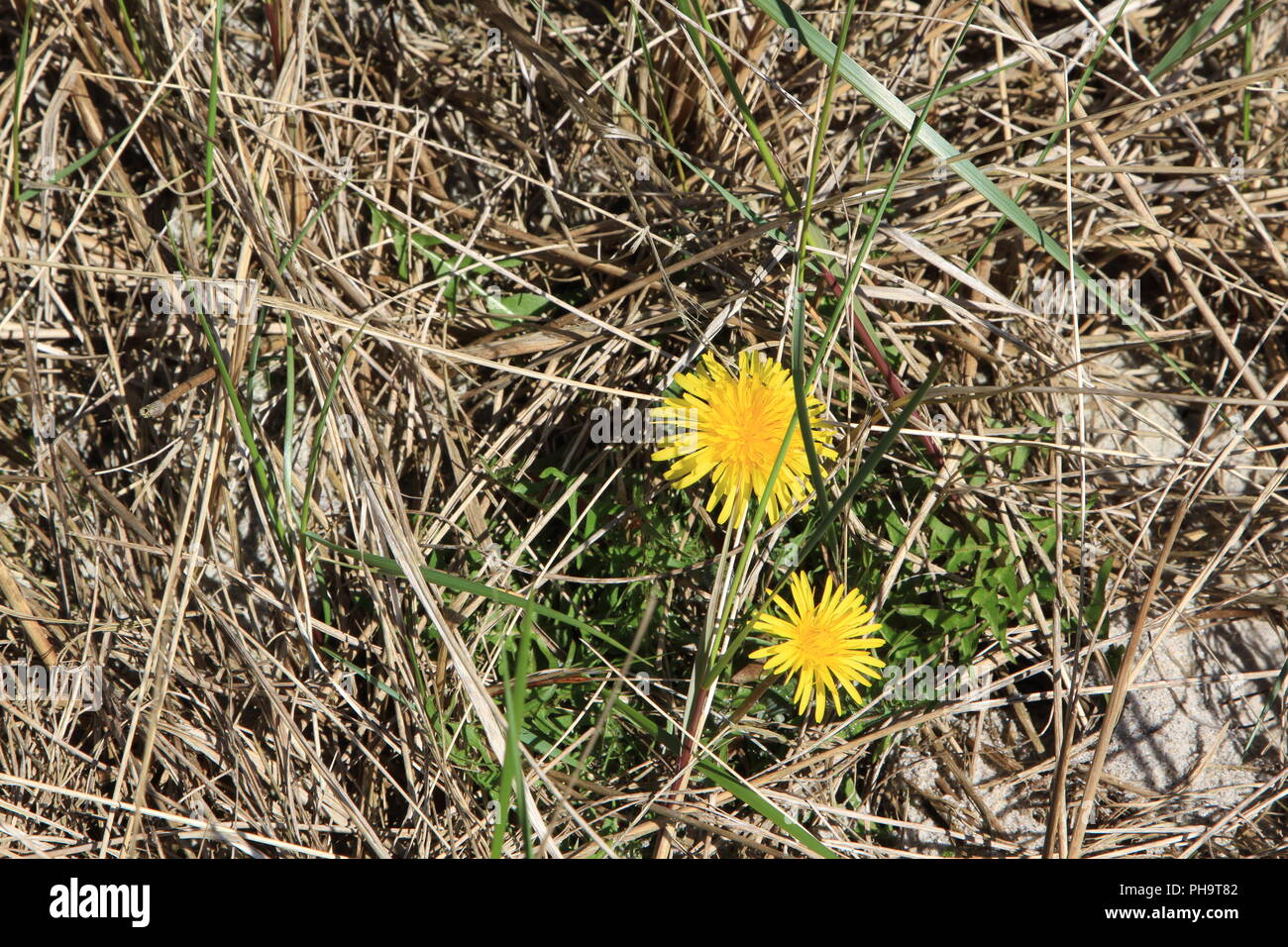 Erste Löwenzahn im Frühjahr in dürren Gras Stockfoto