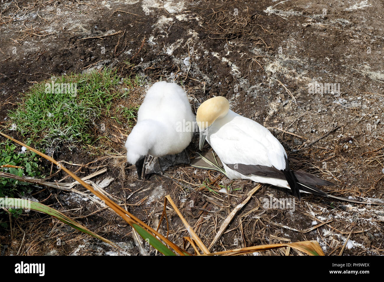 Nach Gannett und Baby chick Walking im Brutgebiet Stockfoto