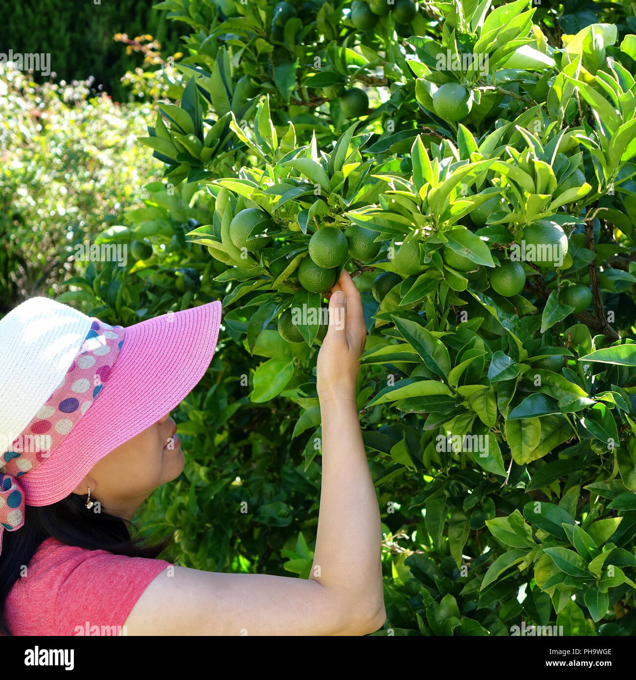 Frau Ernte von frischen Limetten von Baum während der hellen Tag Stockfoto