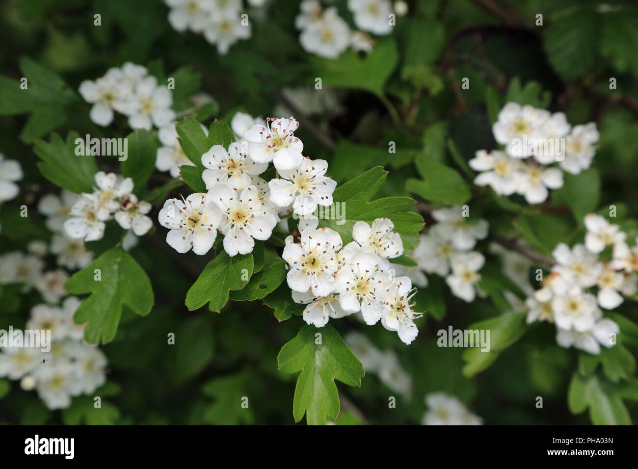 Single - gesäte Weißdorn, Rosa Moschata Stockfoto
