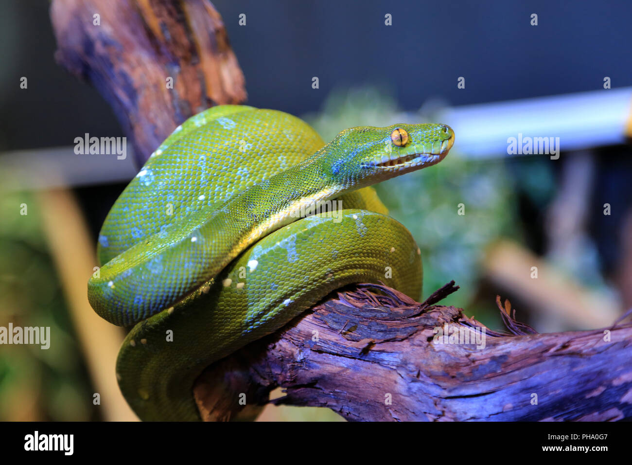 Green Tree Python, Morelia viridigis Stockfoto