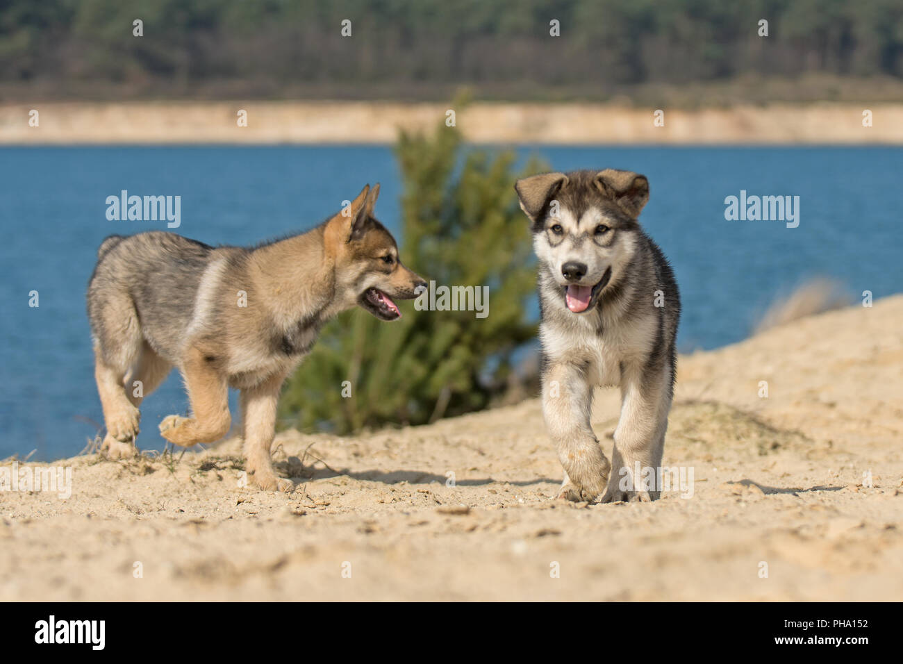 Tamaskan Welpen Stockfoto