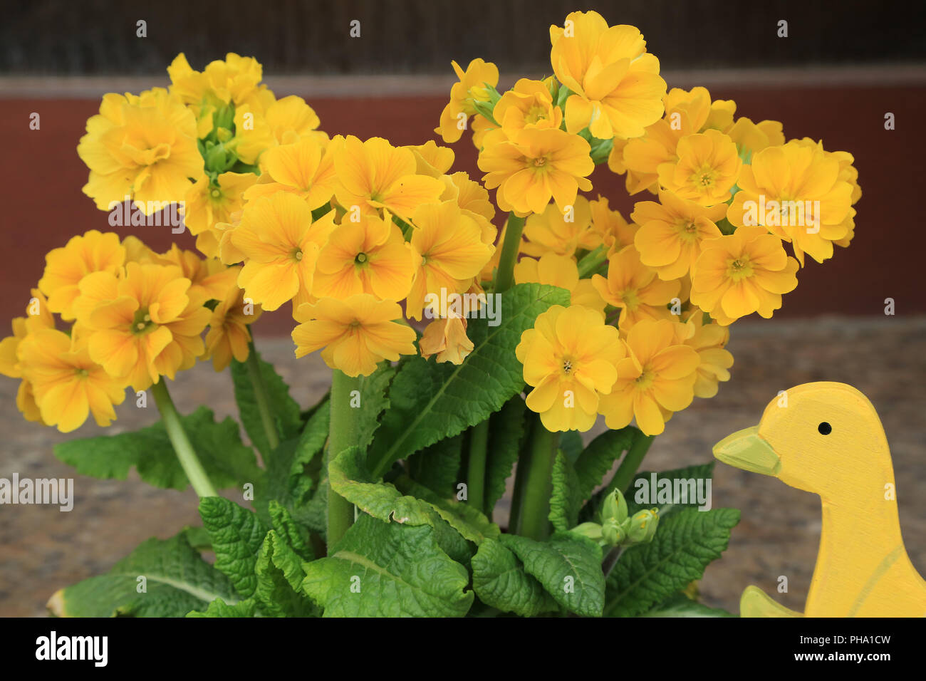 Yello primrose mit gelber Ente aus Holz Stockfoto