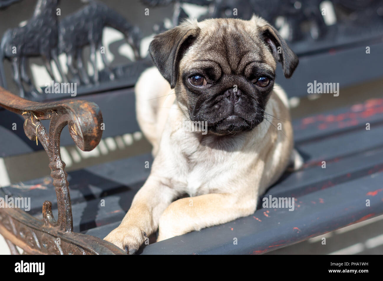 Süße Mops Welpen auf einer Bank Stockfoto