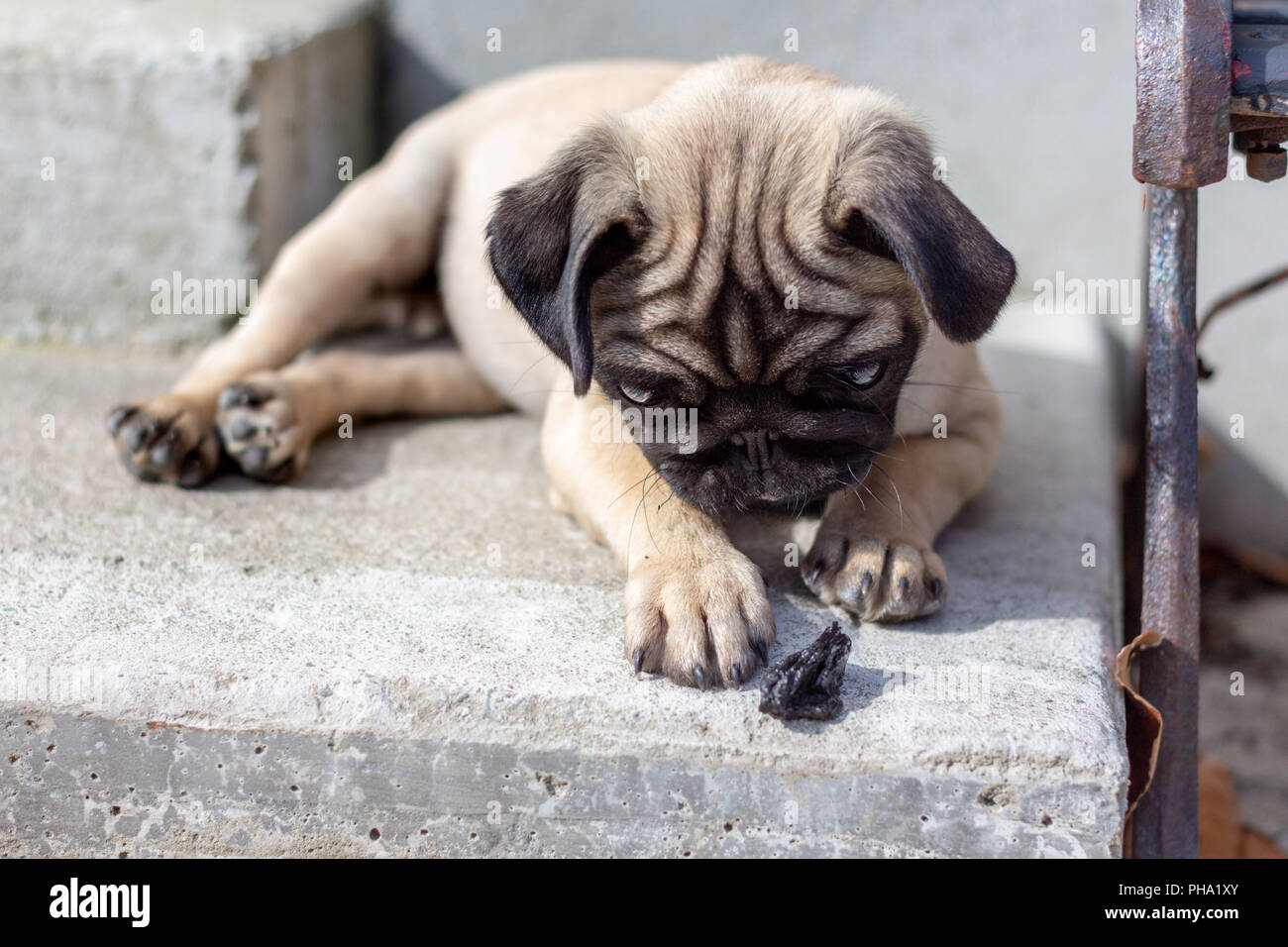 Süße Mops Welpen beim Spielen Stockfoto