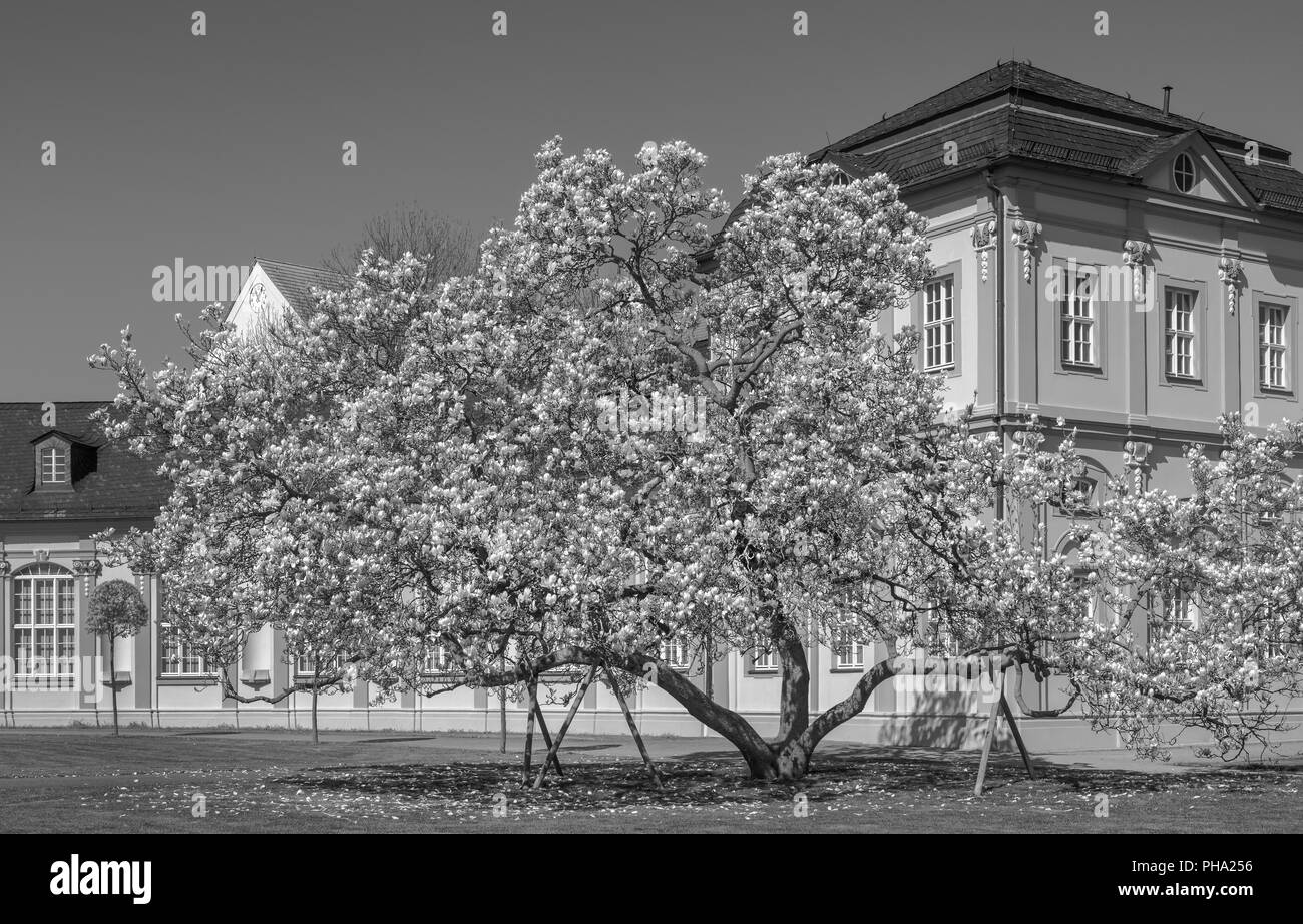 Blühende Magnolienbaum im Park Stockfoto