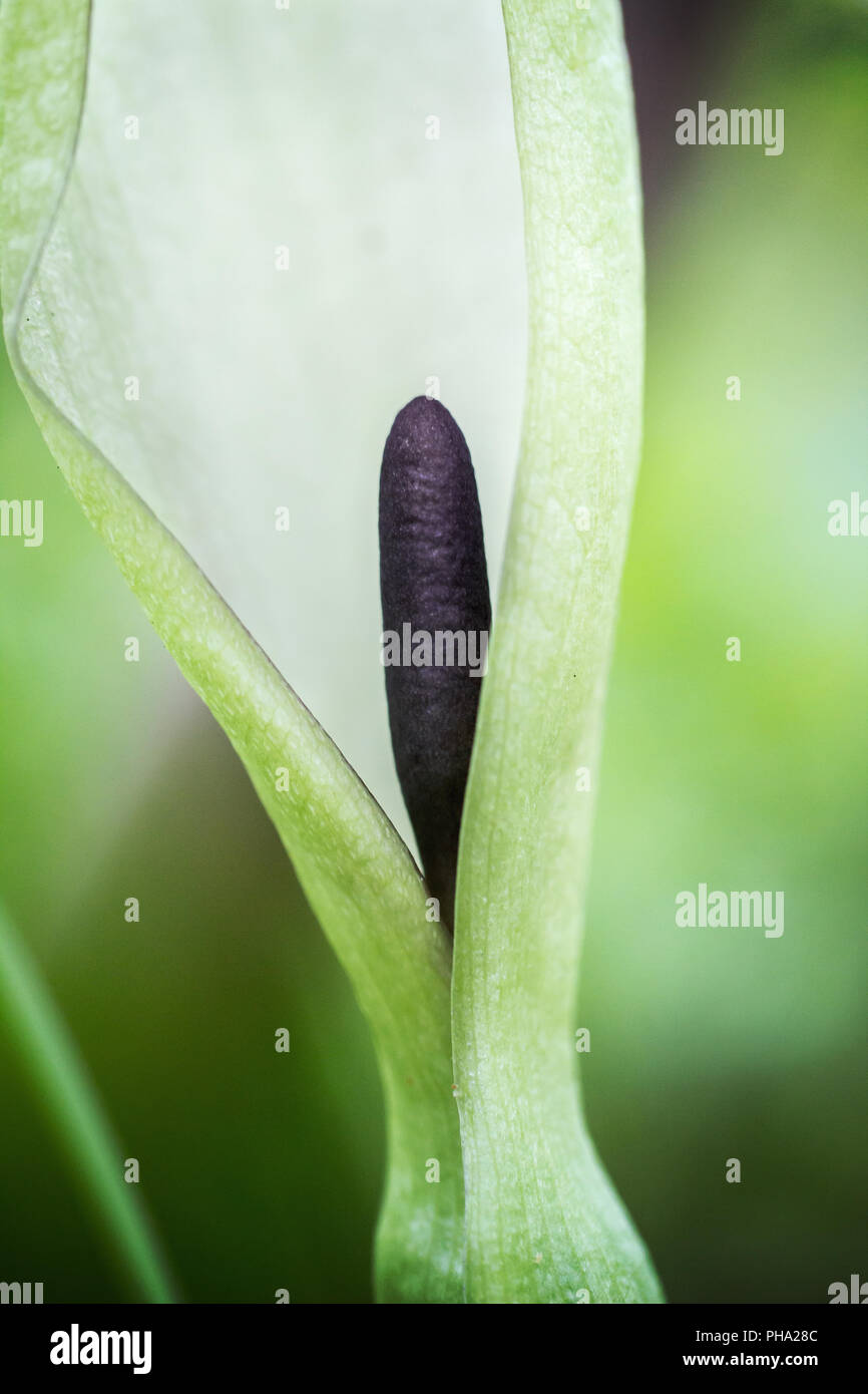 Cuckoo-Pint, junger Blütenstand (Arum maculatum) Stockfoto