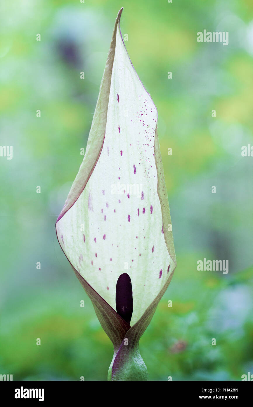 Cuckoo-Pint Blütenstand (Arum maculatum) Stockfoto