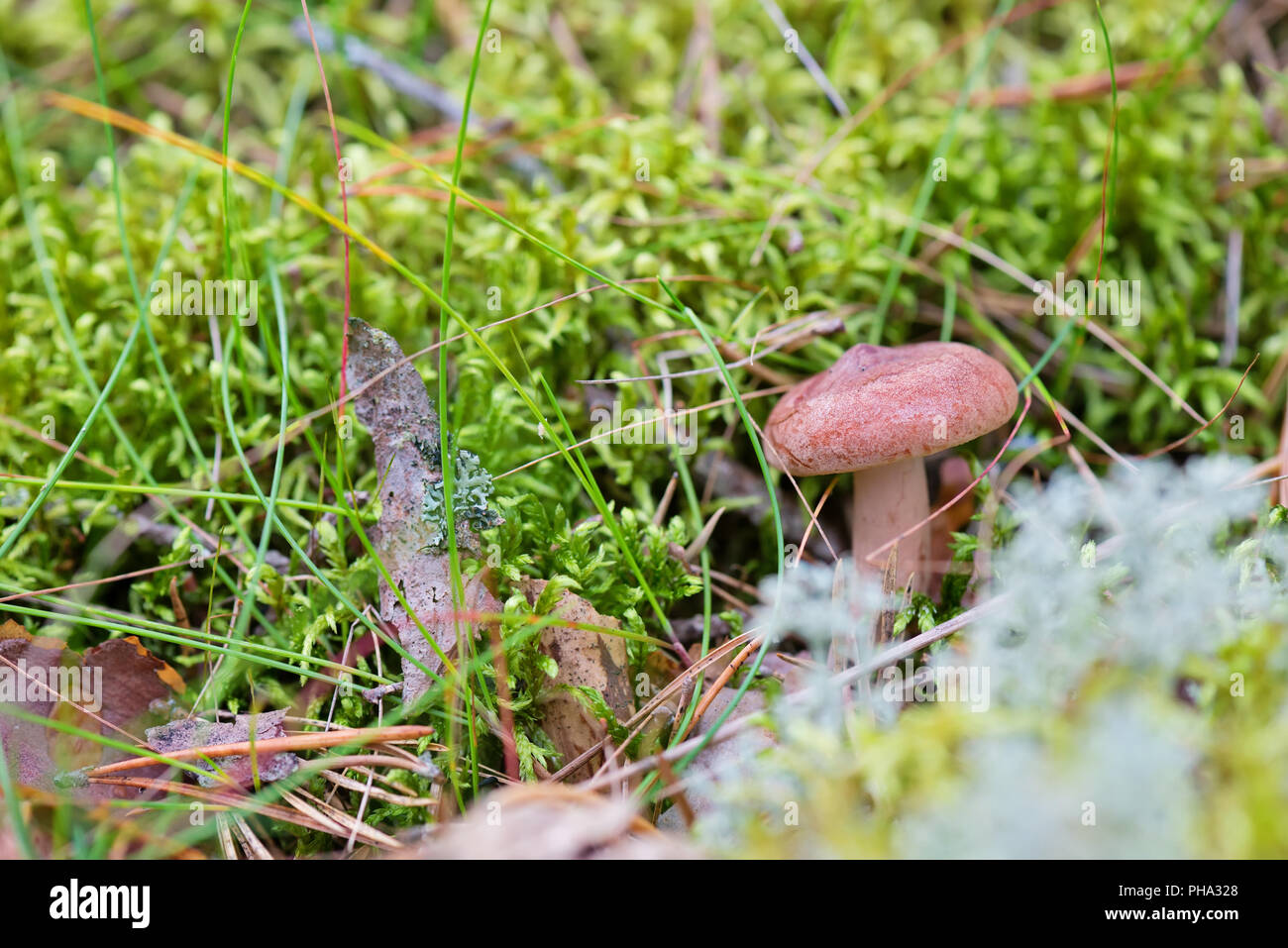 Lactarius Rufus auf Wald wächst Stockfoto