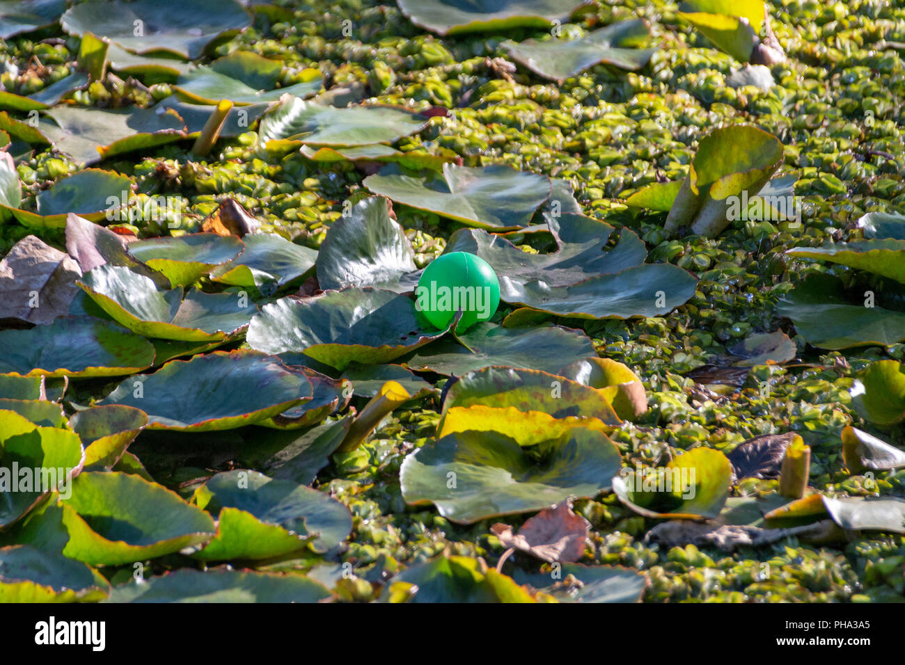 Eine Nahaufnahme von einem grünen Kunststoff Kugel ruht auf Wasserpflanzen für die Oberfläche eines Teiches Stockfoto