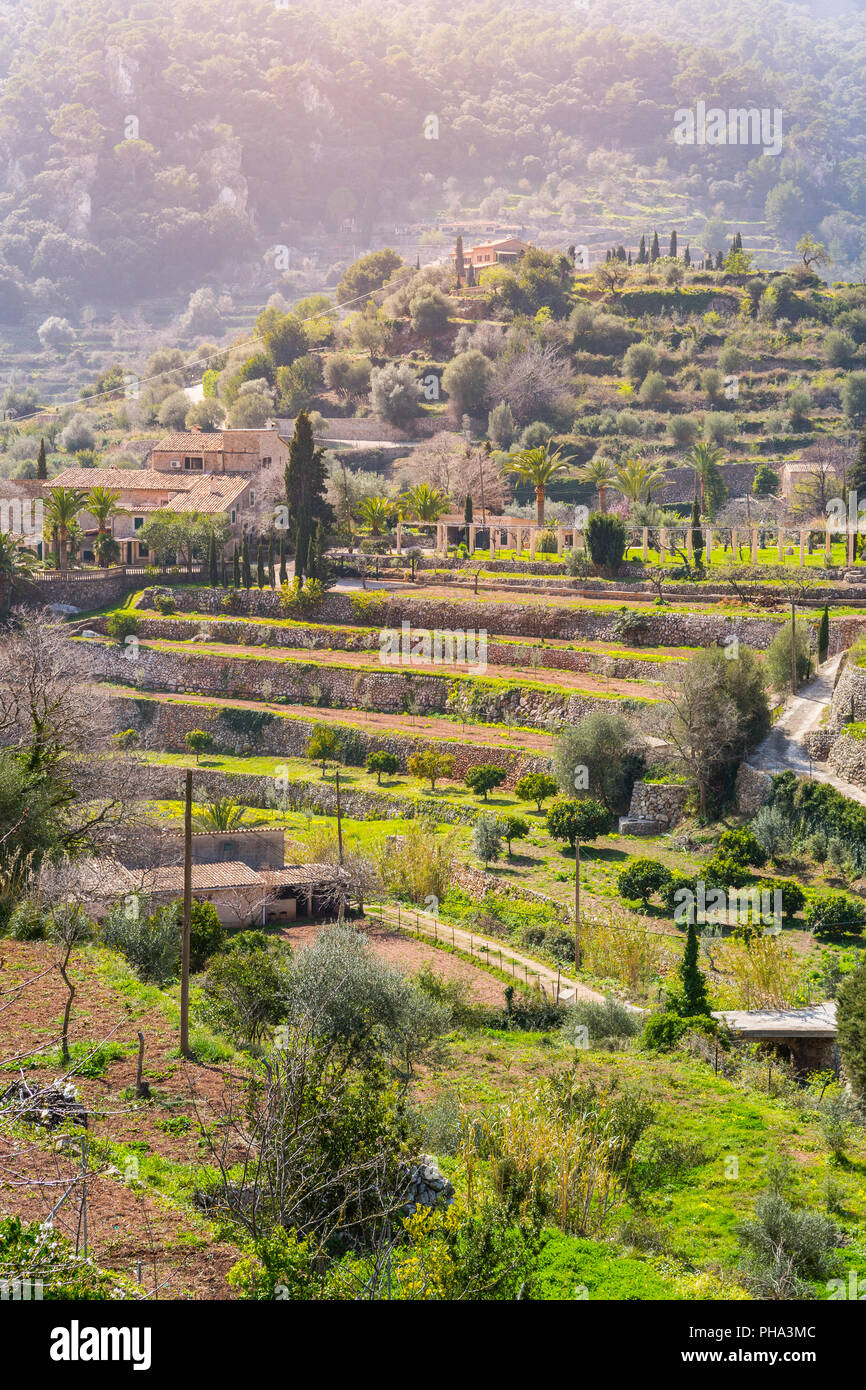 Wein Berge in der Nähe von Valldemossa (Mallorca) Stockfoto