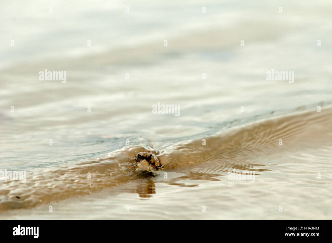 Blue-spotted Schlammspringer (Boleophthalmus boddarti) - gehen aus dem Meer - Thailand Periophthalme à points Bleus Stockfoto