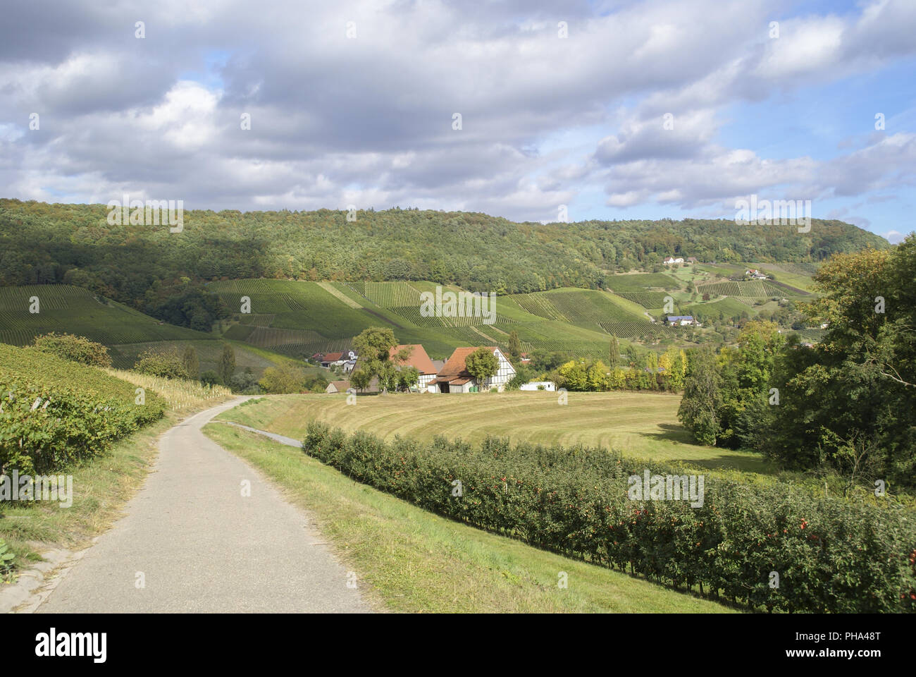 Weinbergen in der Nähe Pfedelbach-Renzen, Baden-Württemberg, Deutschland Stockfoto