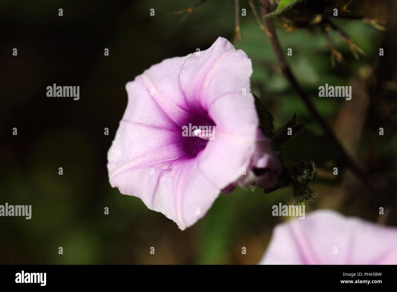 Blume des morning glory Ipomoea jaegeri in Afrika. Stockfoto