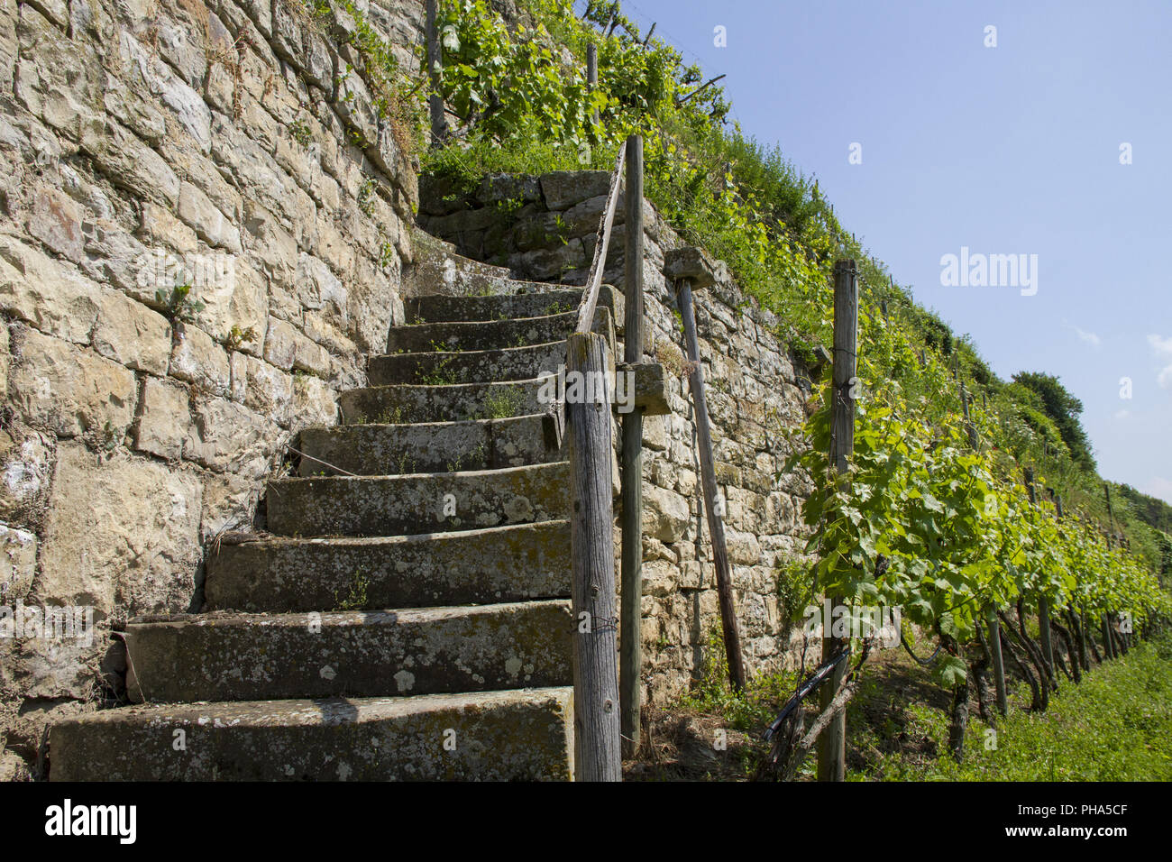 Terrassierten Weinberge im Neckartal in der Nähe Lauffen, Deutschland Stockfoto