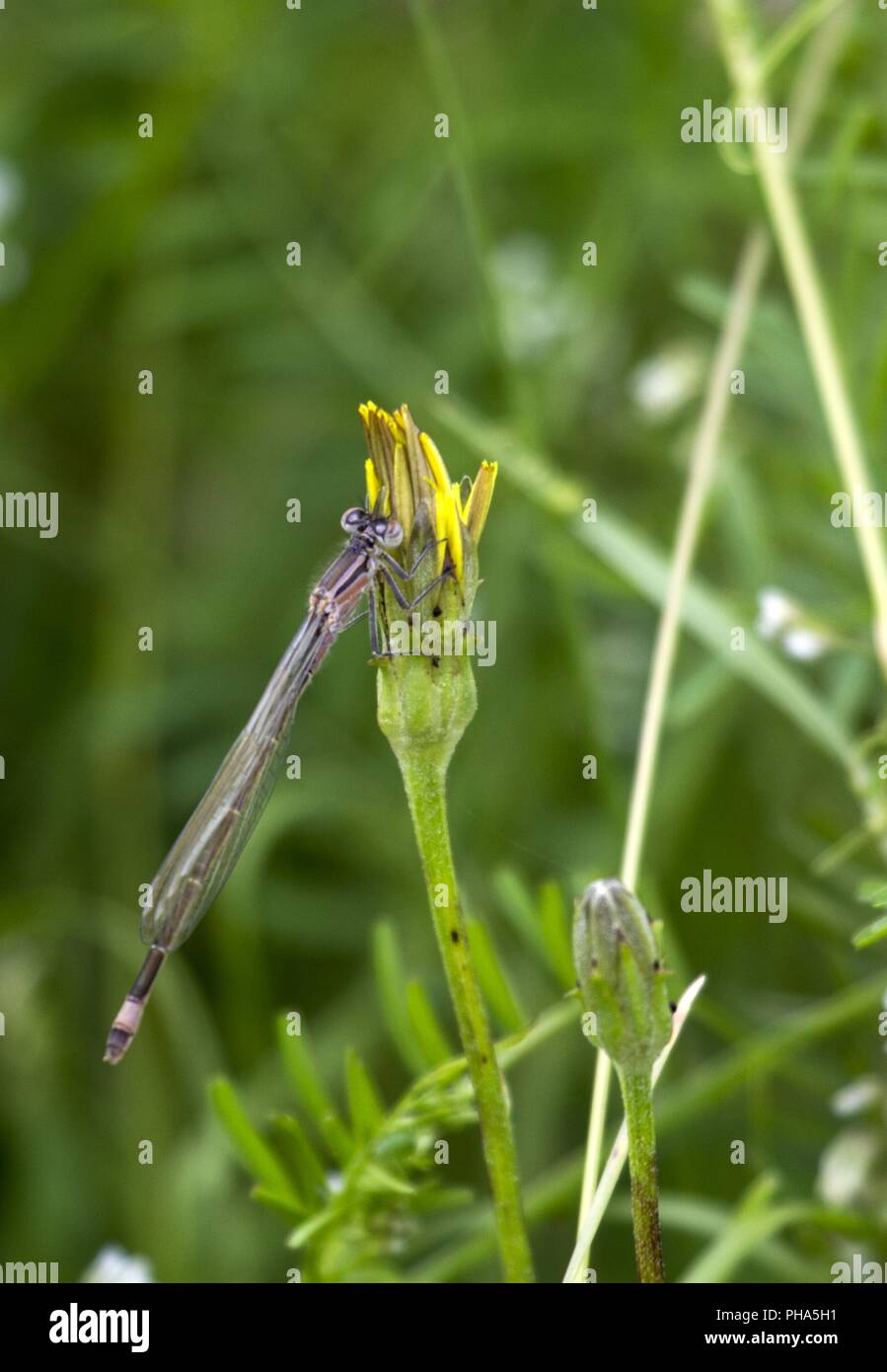 Slim Dragon-fly, Judetul, County Braila, Rumänien Stockfoto