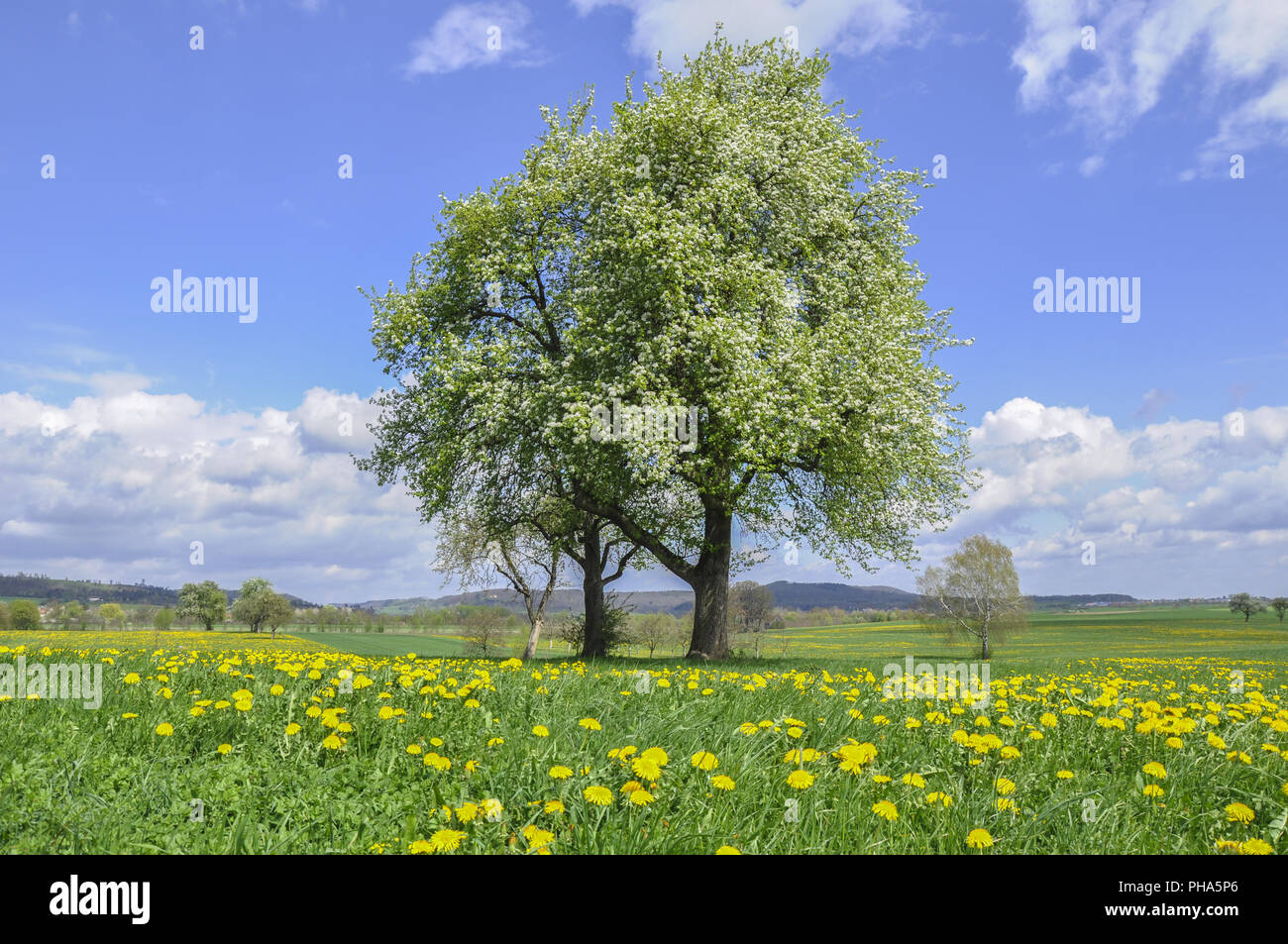Das Erwachen des Frühlings in der Nähe Bibersfeld, Deutschland Stockfoto