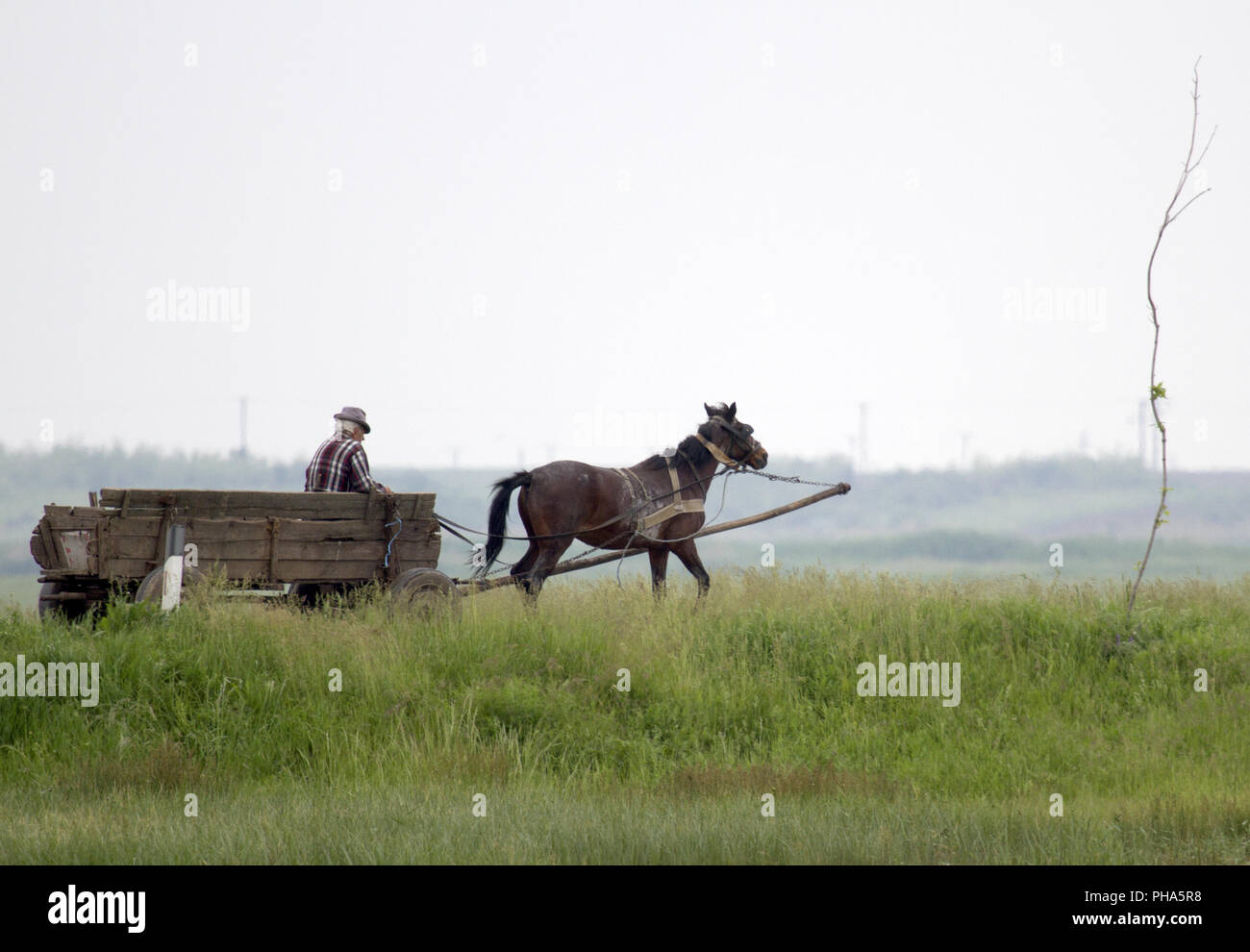 Pferdekutsche, Judetul, Braila, Rumänien Stockfoto