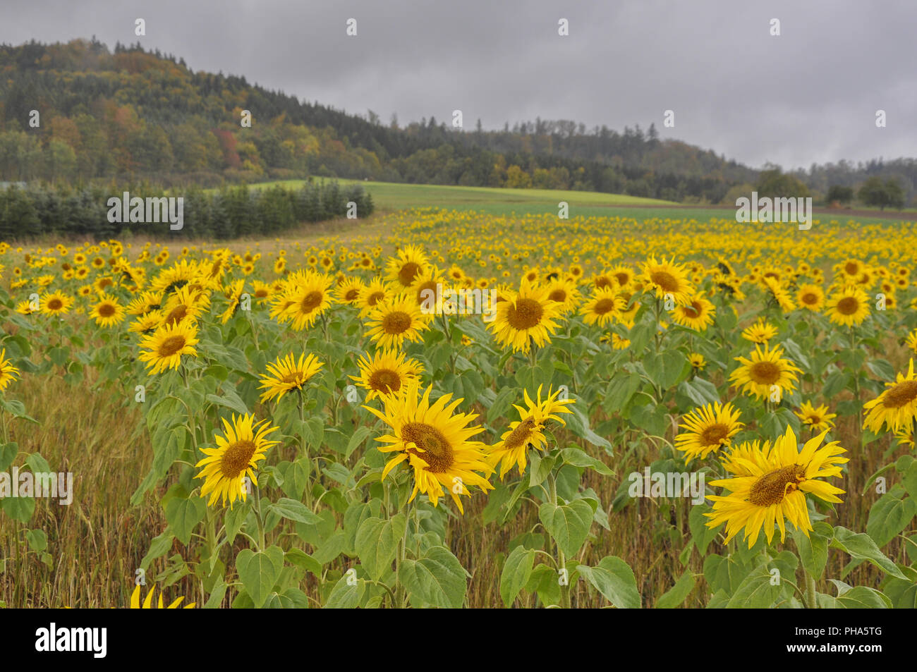 Sonnenblumen im Schwäbisch-fränkischen Wald, Deutschland Stockfoto
