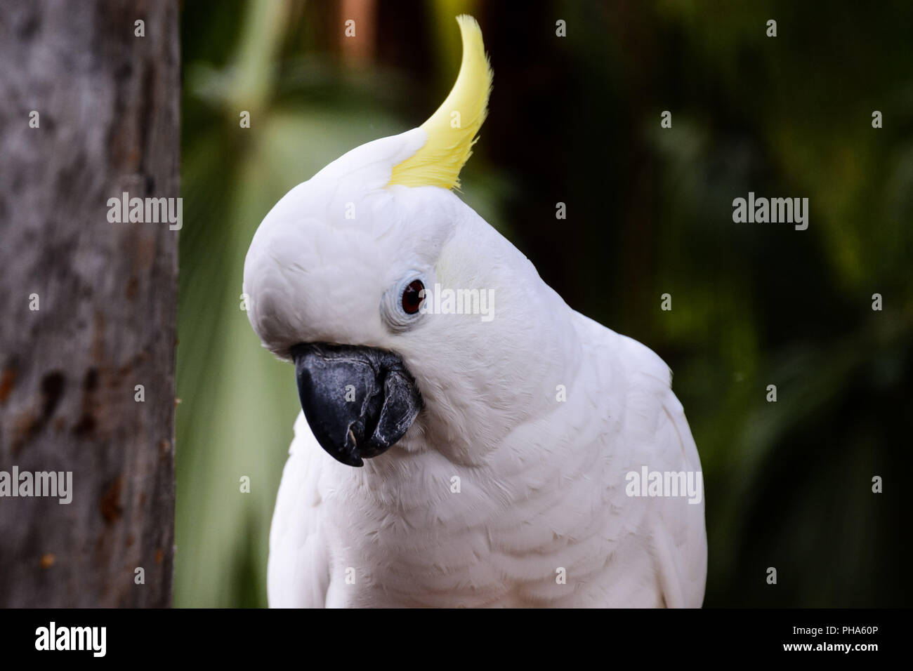 Farbige Tropical Parrot Stockfoto