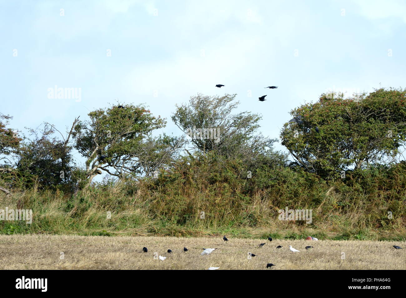 Vögel über Hecke Stockfoto