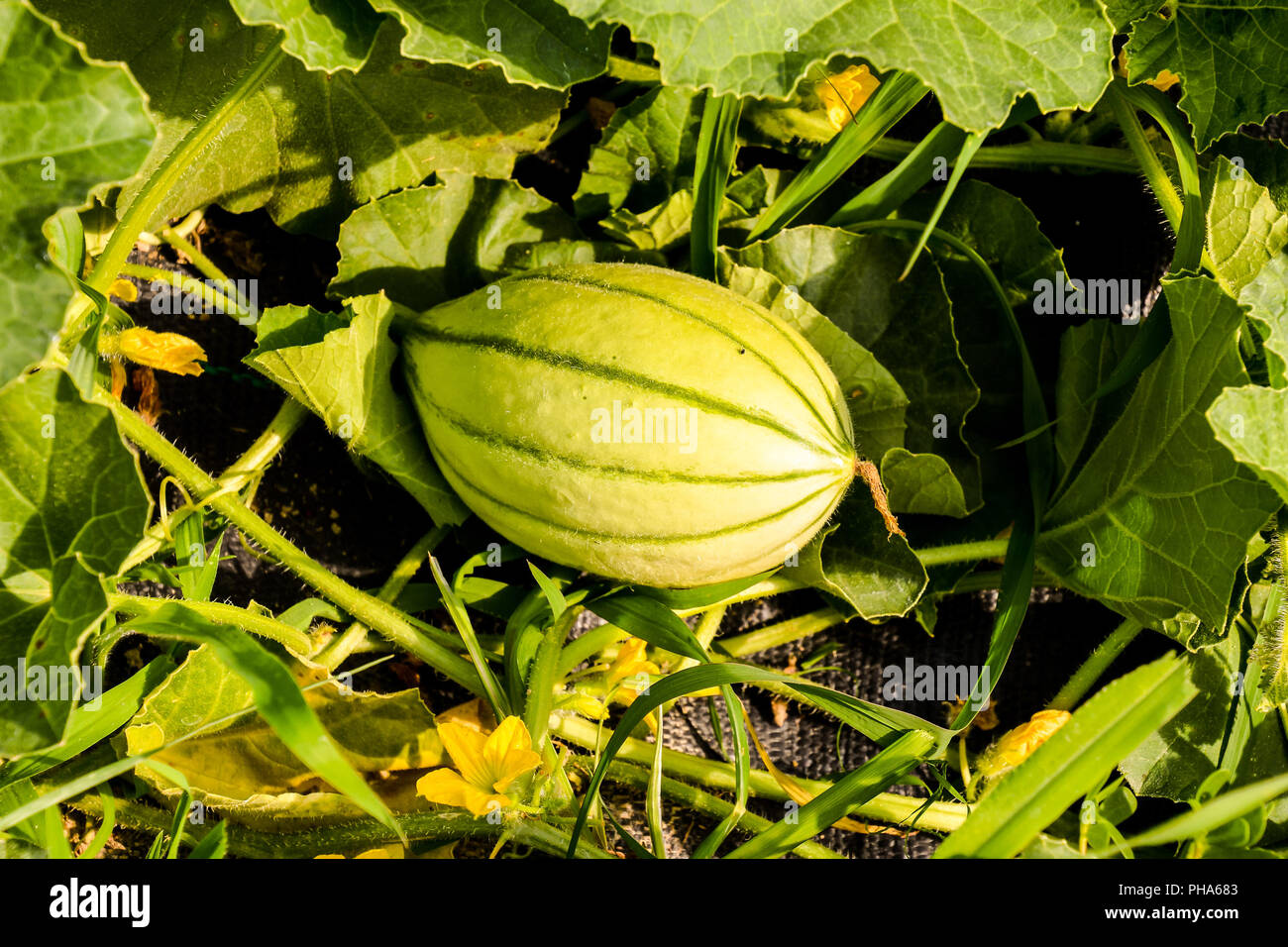 Melone Pflanze in einem Gemüsegarten Stockfoto