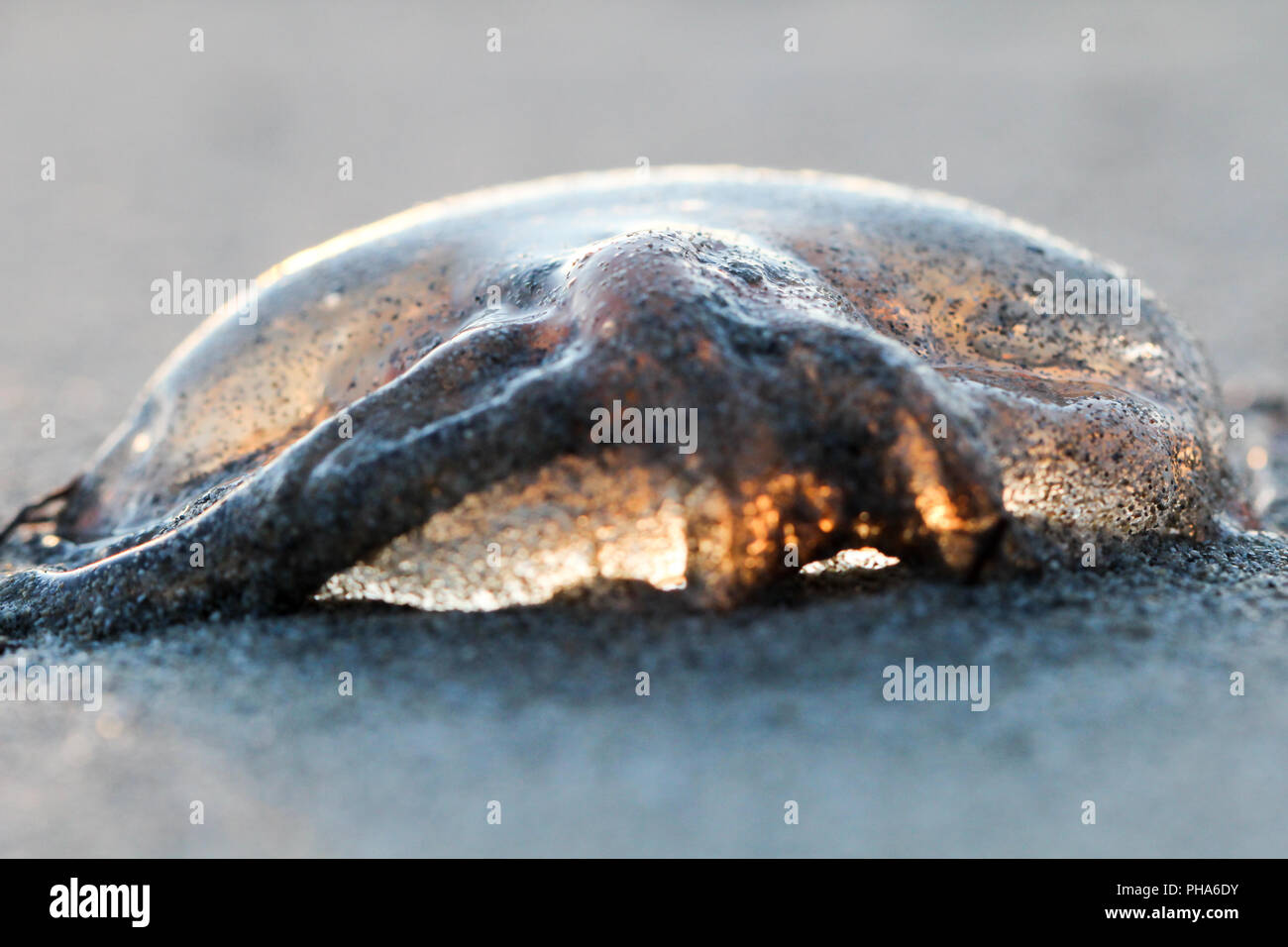Gelbe Haare Qualle Stockfoto
