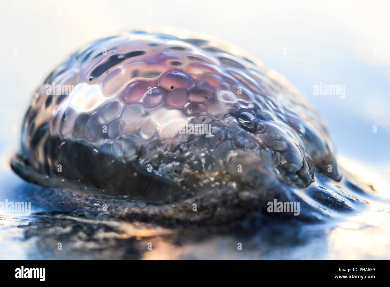 Gelbe Haare Qualle Stockfoto