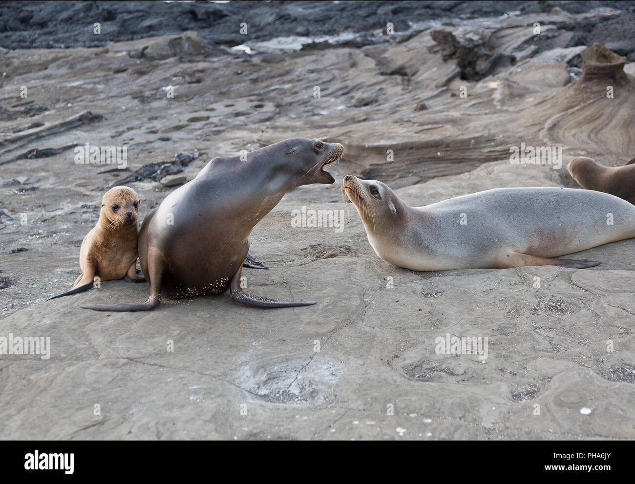 GALAPAGOS SEA LION MIT JUNGEN TIER Stockfoto