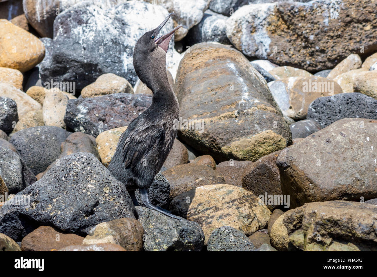 Galapagos Kormoran oder flugunfähigen Kormoran (Phalacrocorax harrisi) stehen und den Aufruf auf einem felsigen Strand auf den Galapagosinseln, Ecuador. Stockfoto
