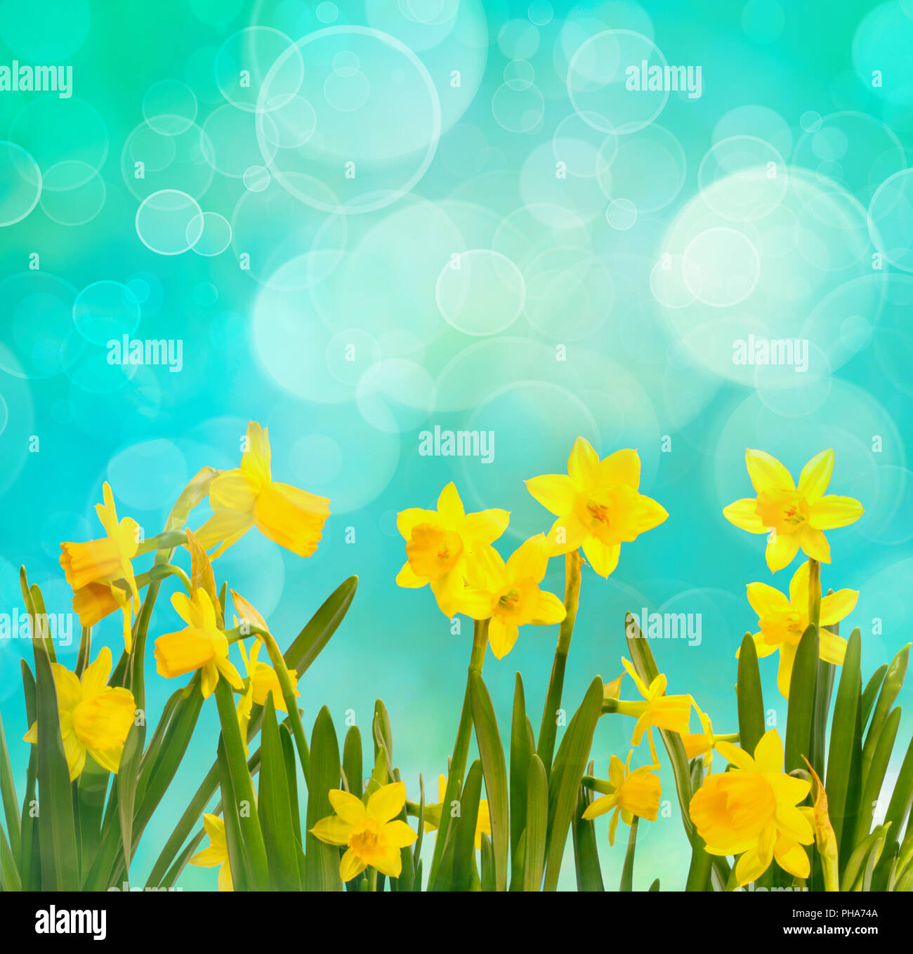 Frühling Hintergrund mit Narzissen Stockfoto