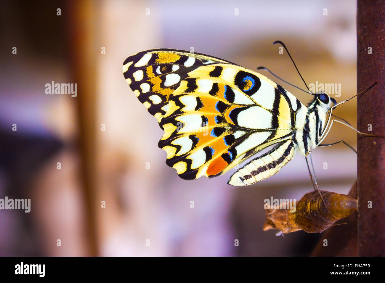 Neue Schmetterling hängt sich nach dem Ausscheiden aus seinem Kokon am Ende ihre Verwandlung von der Raupe. Stockfoto