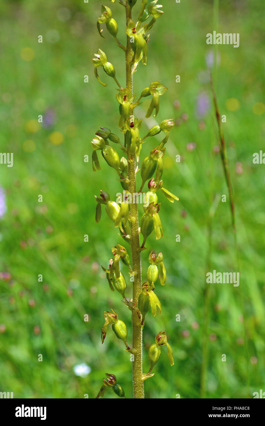 Common Twayblade Orchid Stockfoto
