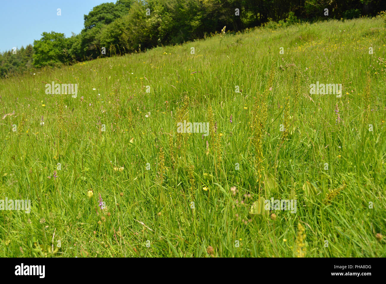 Common Twayblade Orchid Stockfoto