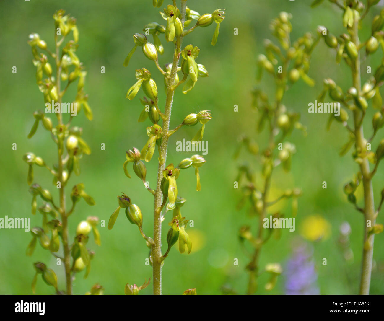 Common Twayblade Orchid Stockfoto