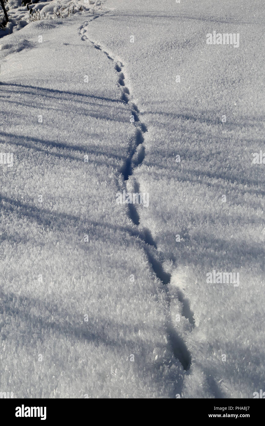 Tierspuren in einem Schneefeld Stockfoto