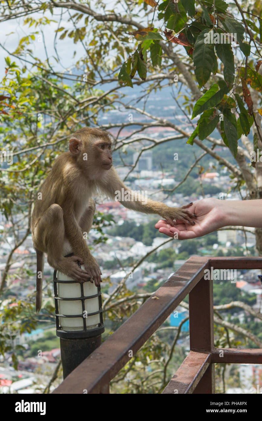 Handshake zwischen Mensch und Affe Hand Stockfoto