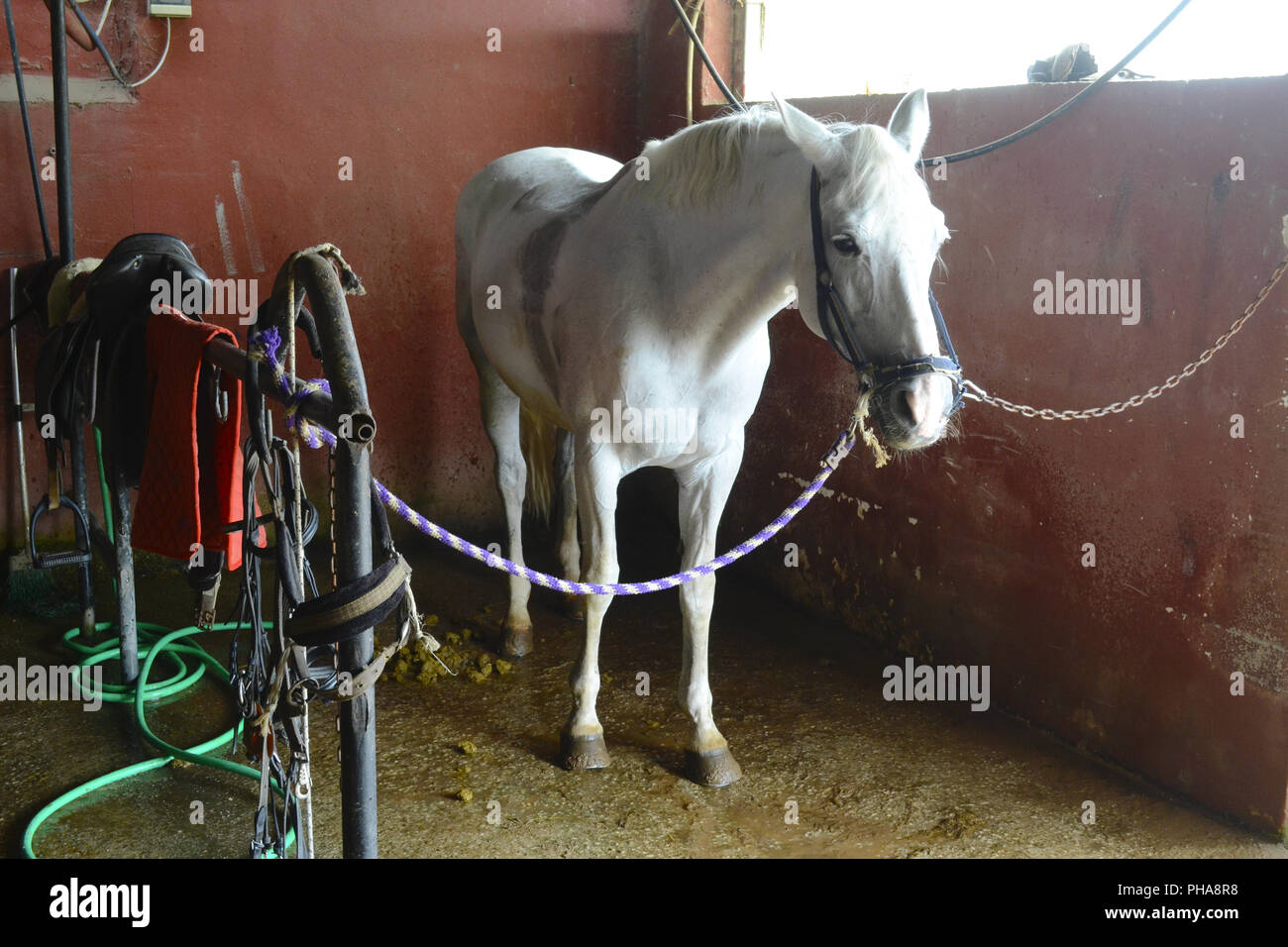 Weißes Pferd im Stall Stockfoto
