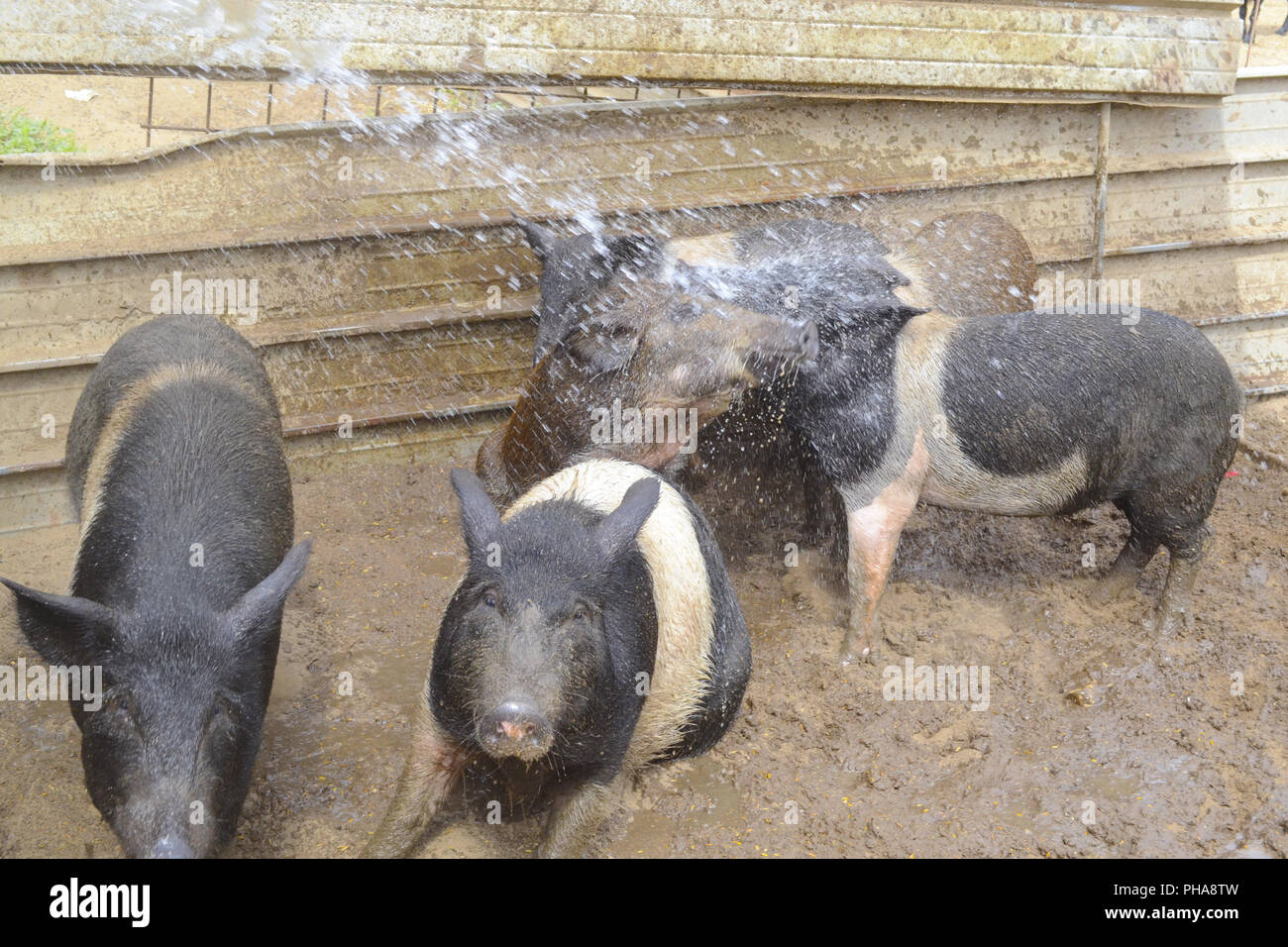 Ferkel in einer Farm Spaß mit Wasser und Schlamm Stockfoto