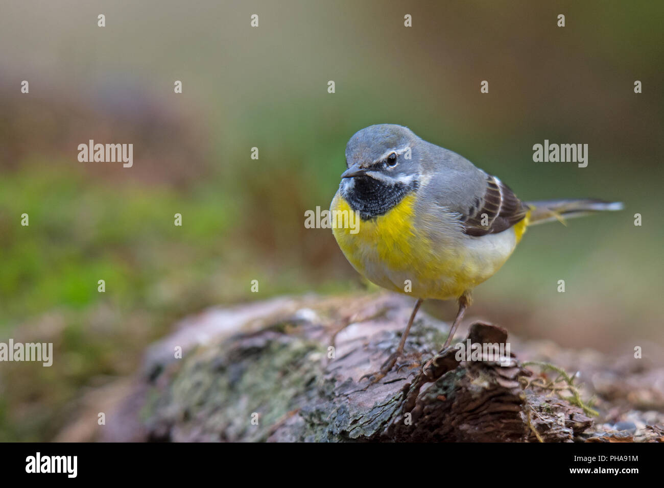 Graue Bachstelze Stockfoto