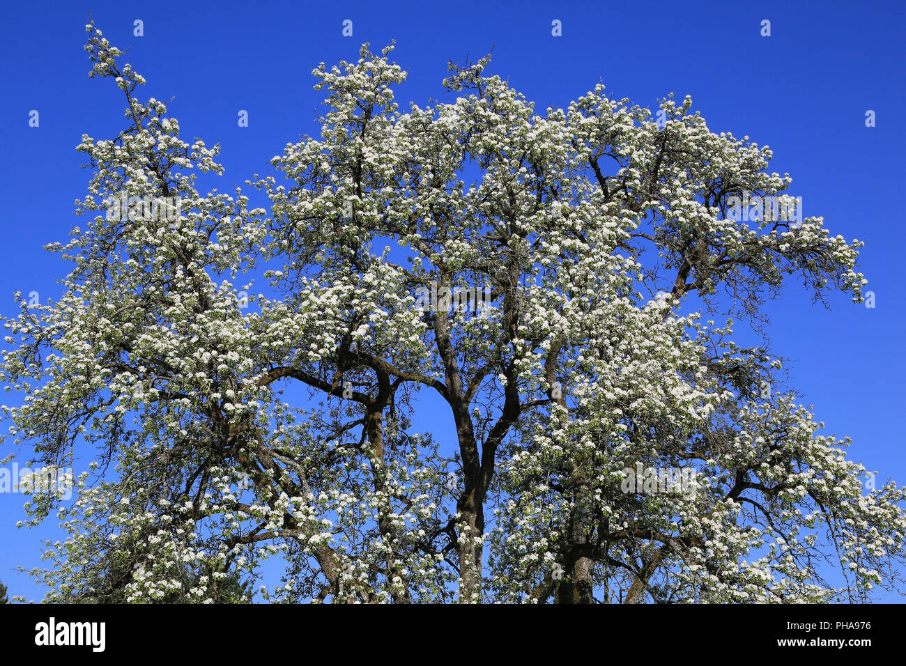 Baumkrone einer blühenden Birnbaum Stockfoto