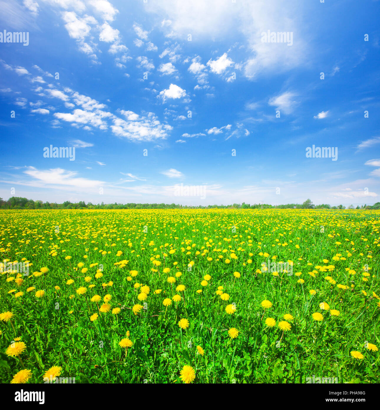 Grünes Feld mit Blumen unter blauen Wolkenhimmel Stockfoto