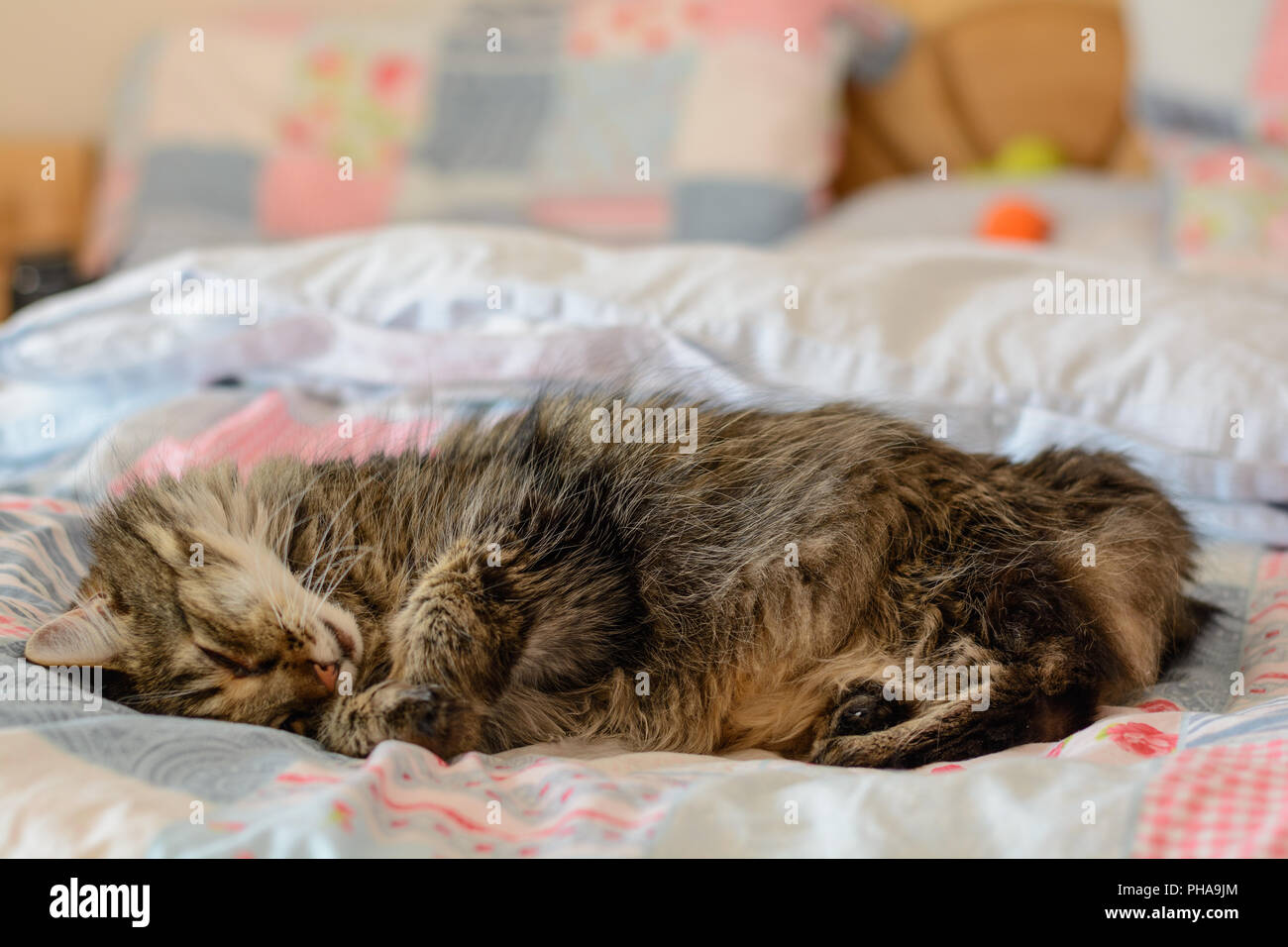 Graue Katze mit kuscheligen Fell schlafen in einem Bett Stockfoto