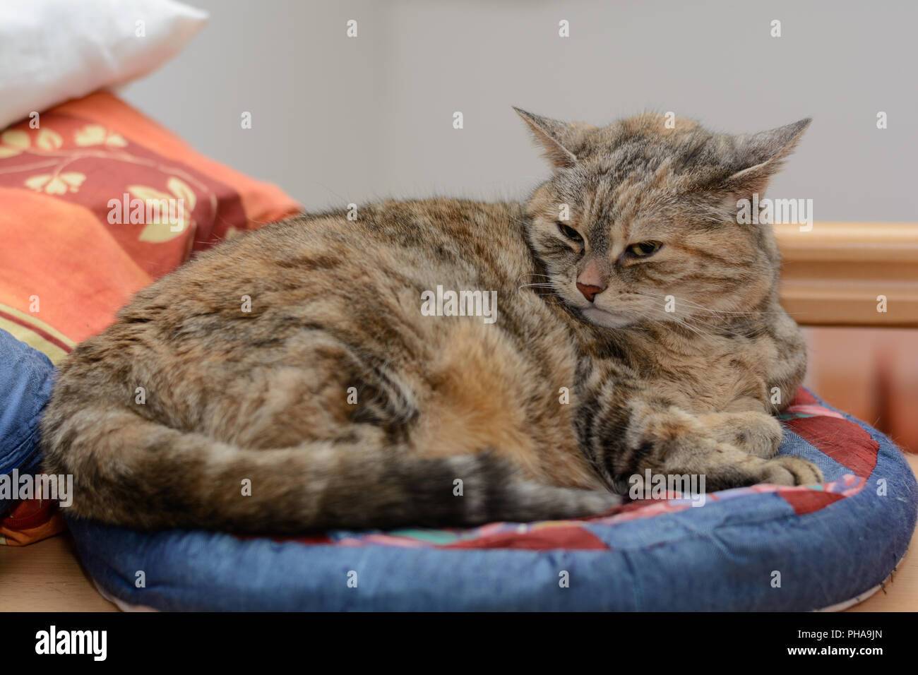 Graue Katze liegt aufmerksam in einem Cat bed Stockfoto
