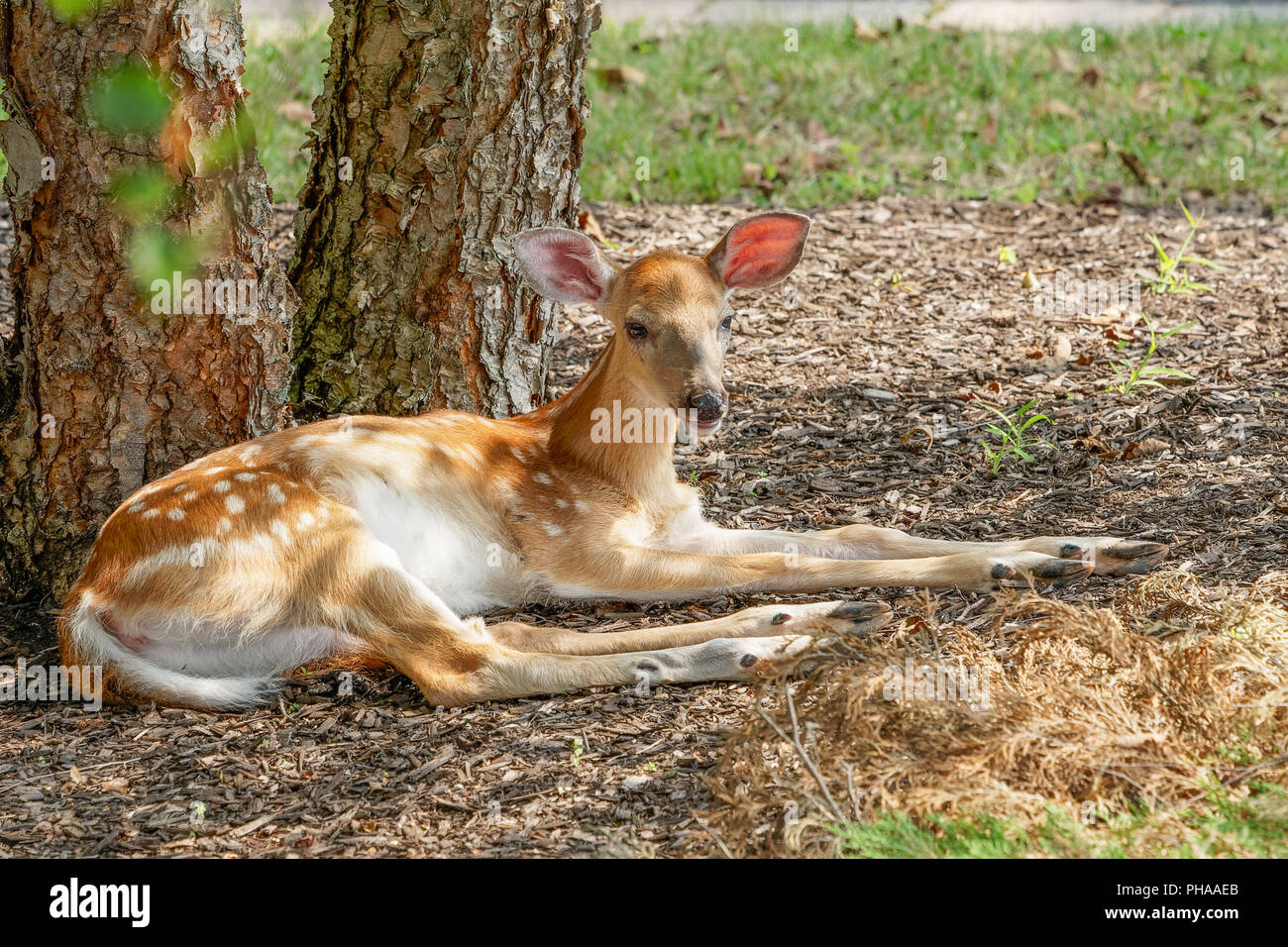 Rotwild fawn Rast unter einem Baum im Schatten horizontal Stockfoto