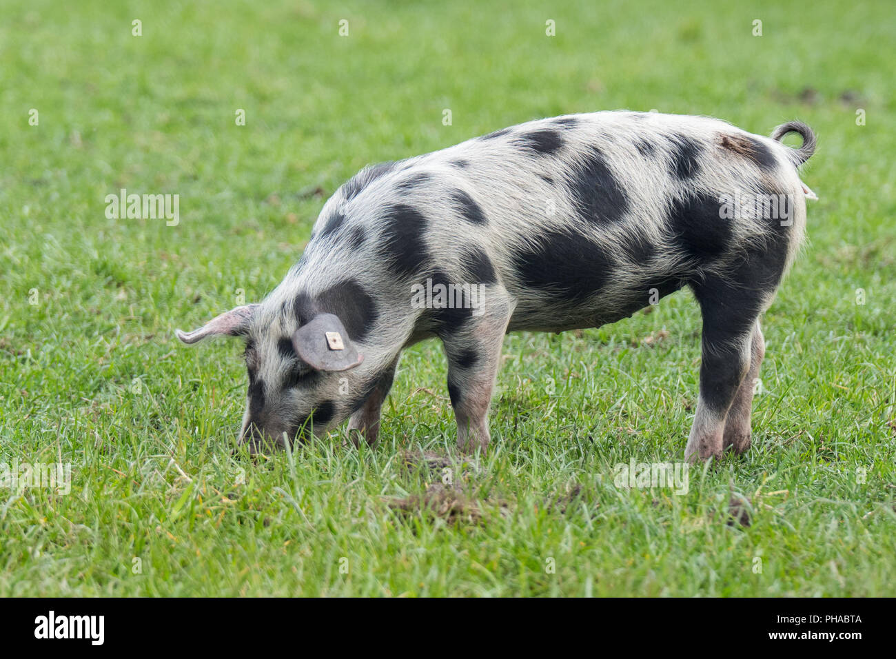 Bentheim schwarz pied Stockfoto